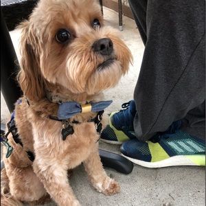 This pup isn’t for sale, but loves fashion!